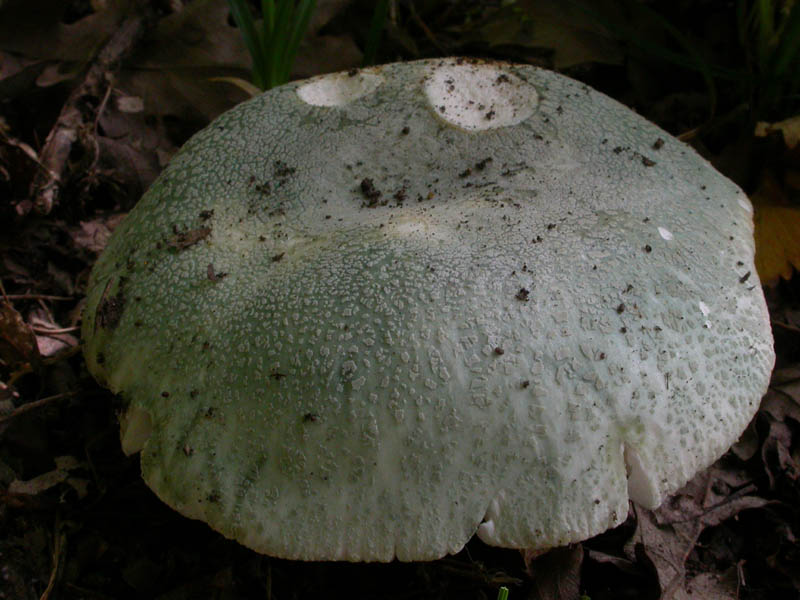 Russula virescens