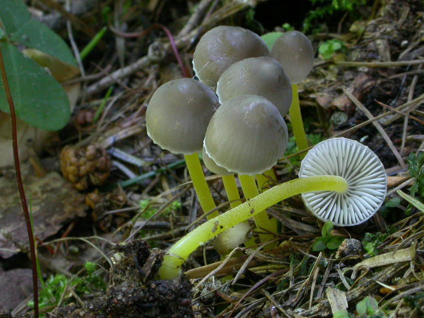 Genere Mycena