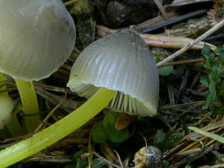 Genere Mycena
