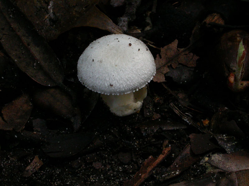 Castelfusano (Ostia): In cerca di Amanita verna