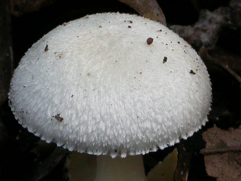 Castelfusano (Ostia): In cerca di Amanita verna