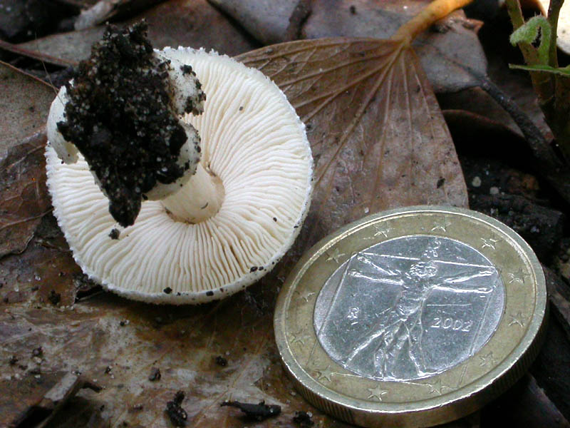 Castelfusano (Ostia): In cerca di Amanita verna