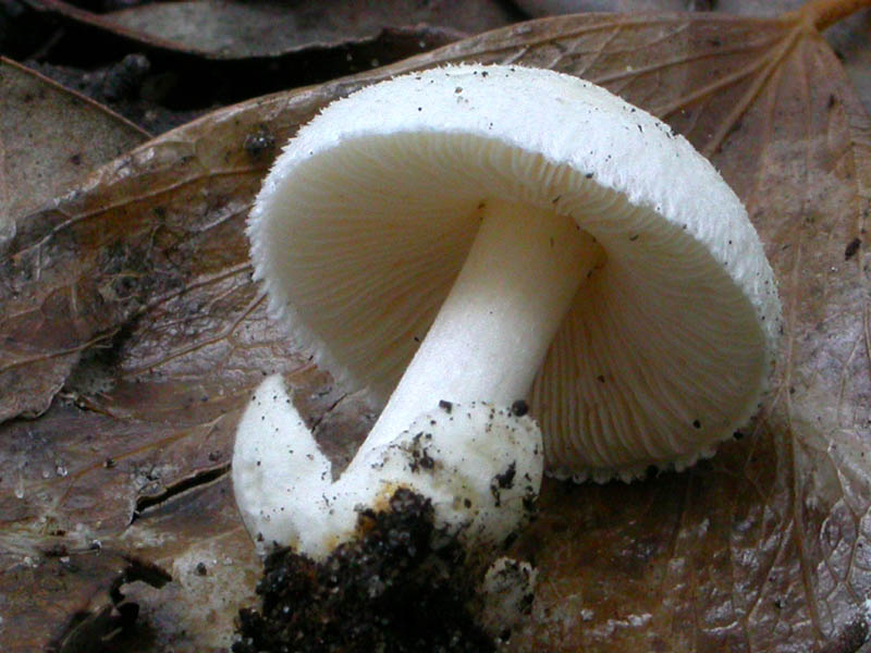 Castelfusano (Ostia): In cerca di Amanita verna