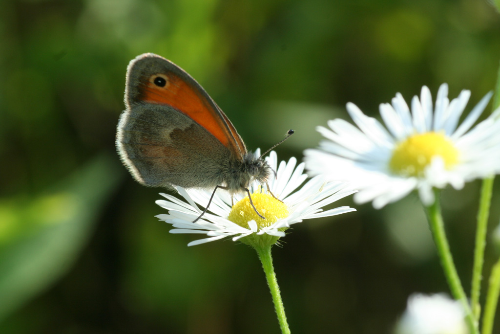 Coenonympha pamphilus e Boloria euphrosyne