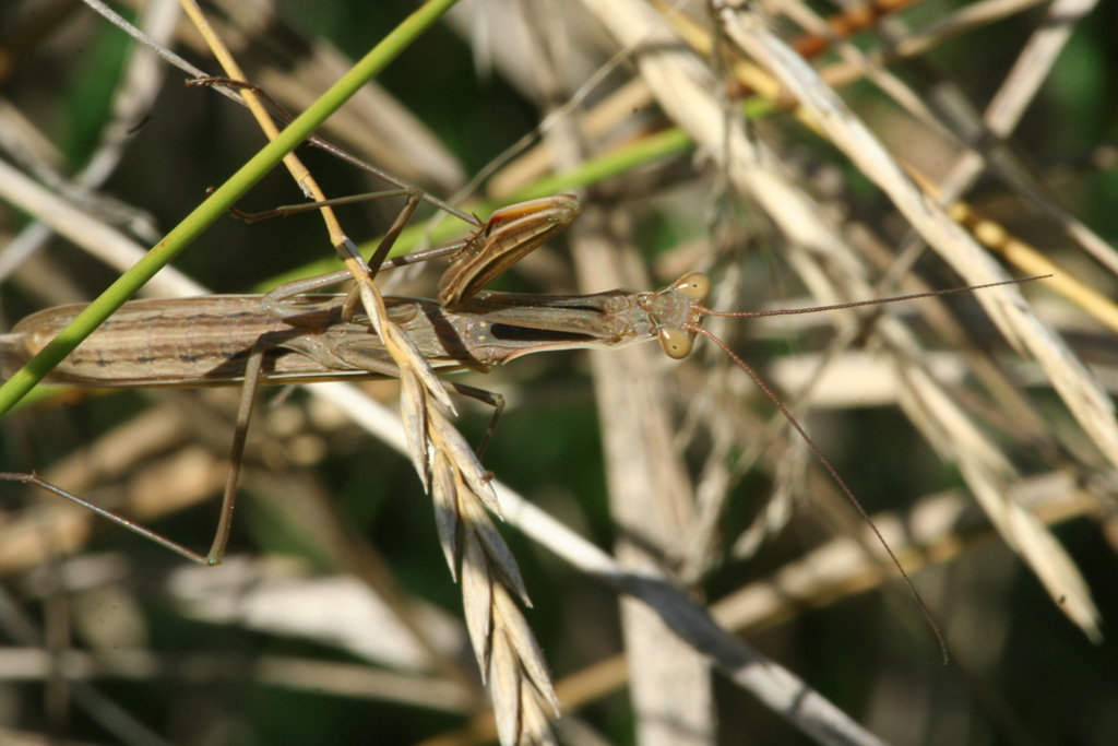 Mantide religiosa