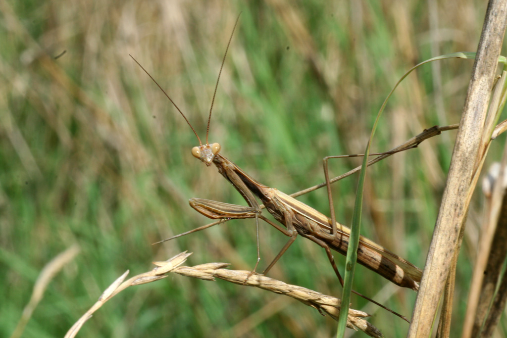 Mantide religiosa