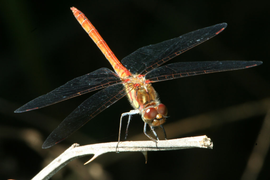 Sympetrum striolatum