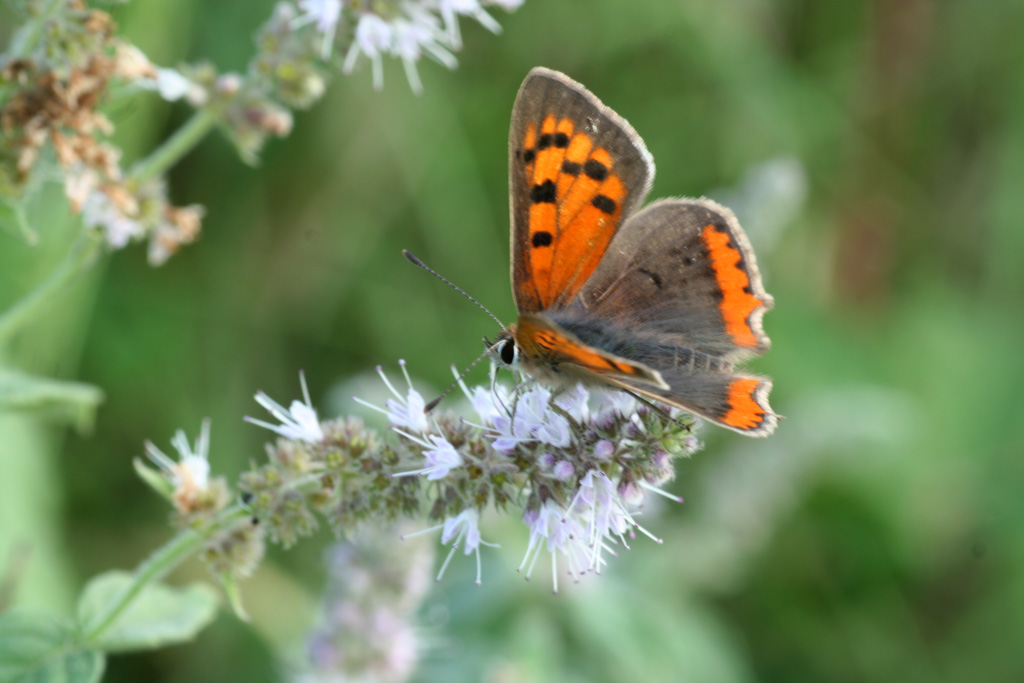 Lycaena phlaeas e Everes argiades