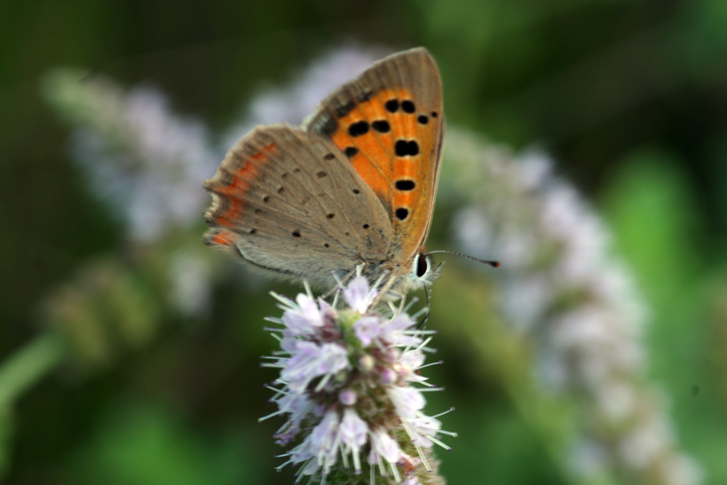 Lycaena phlaeas e Everes argiades