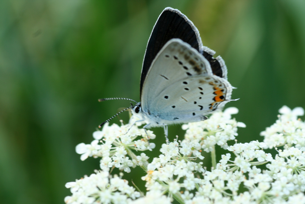 Lycaena phlaeas e Everes argiades