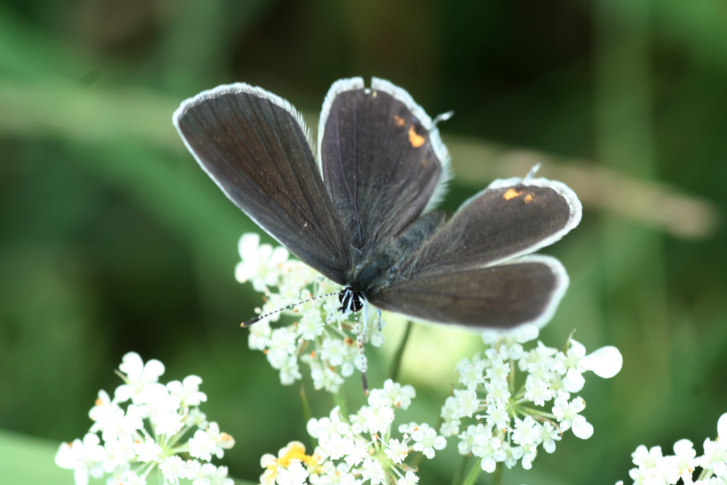 Lycaena phlaeas e Everes argiades