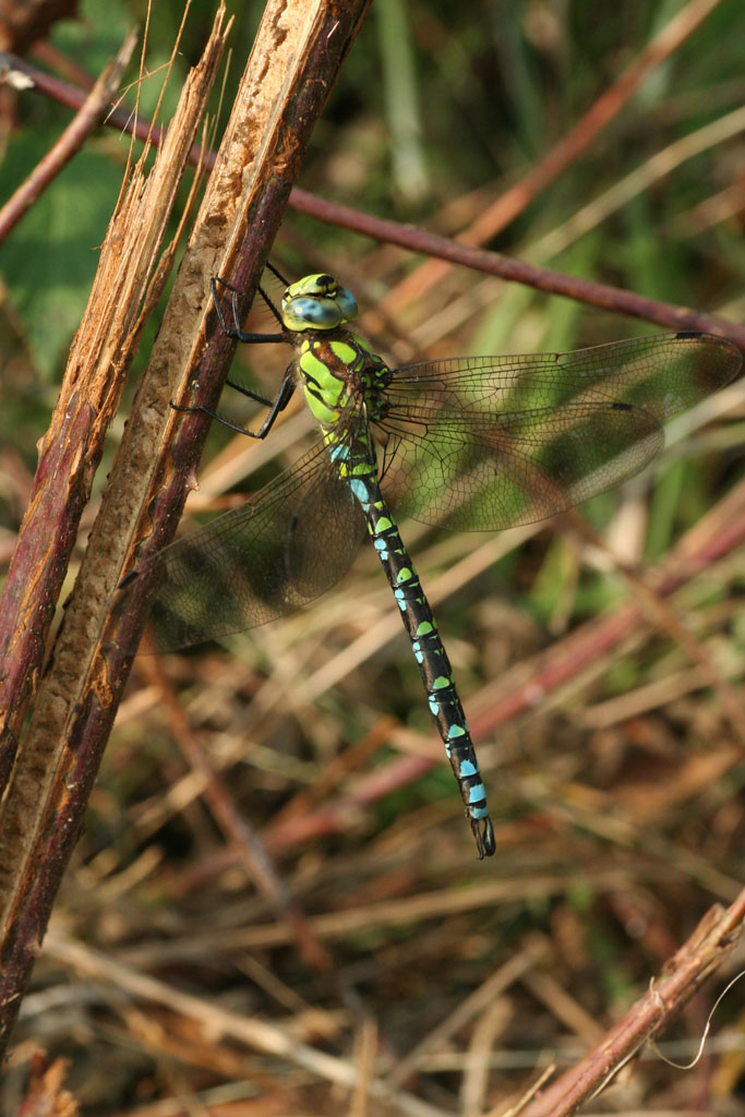 Aeshna cyanea