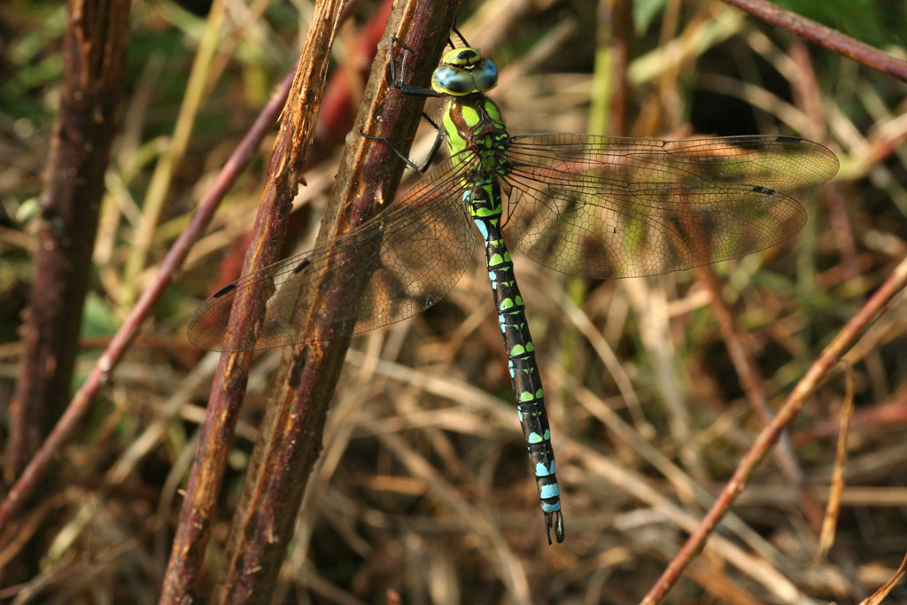 Aeshna cyanea