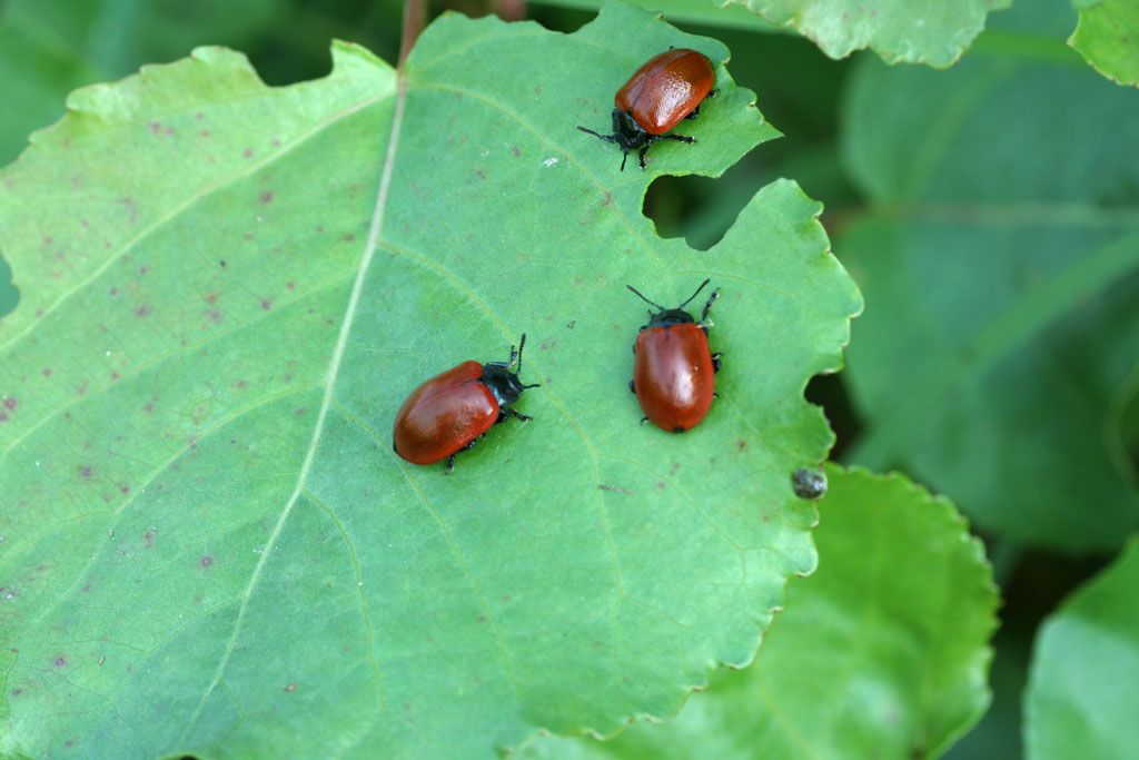 piccoli coleotteri (1cm circa) -  Chrysomela populi