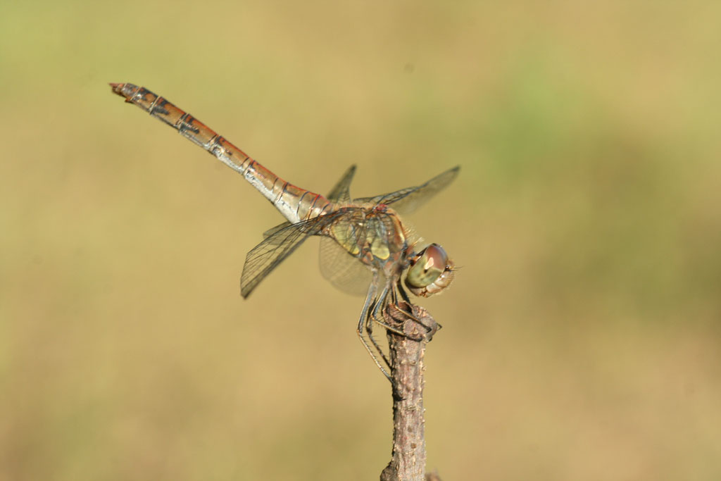 Sympetrum striolatum
