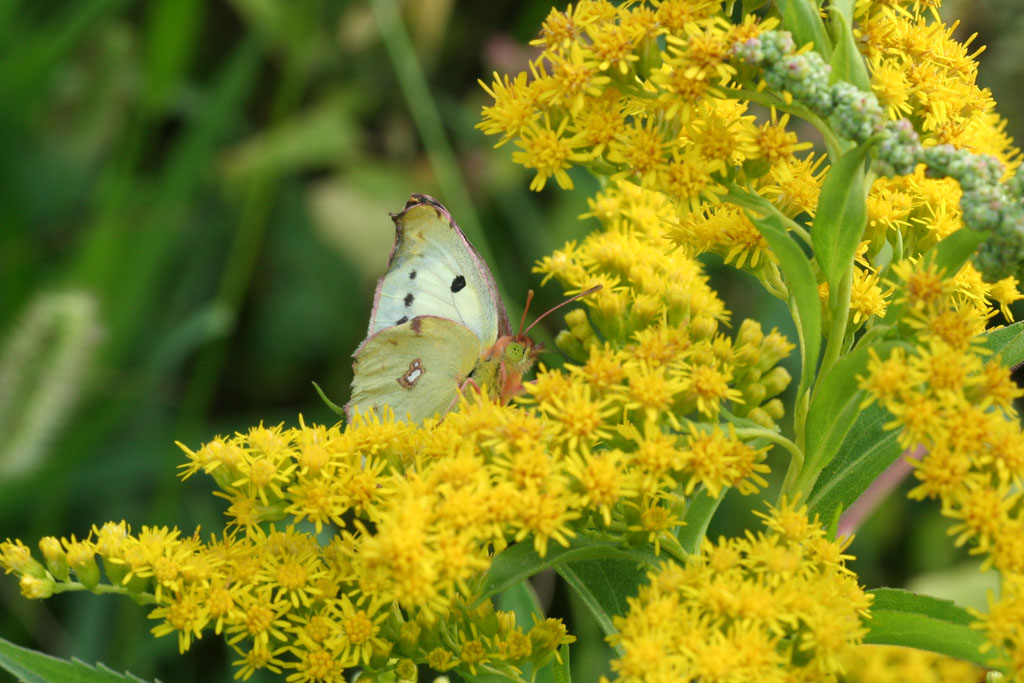 Colias crocea