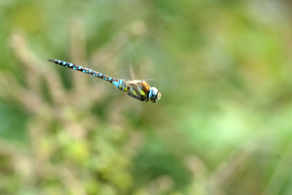 Aeshna mixta