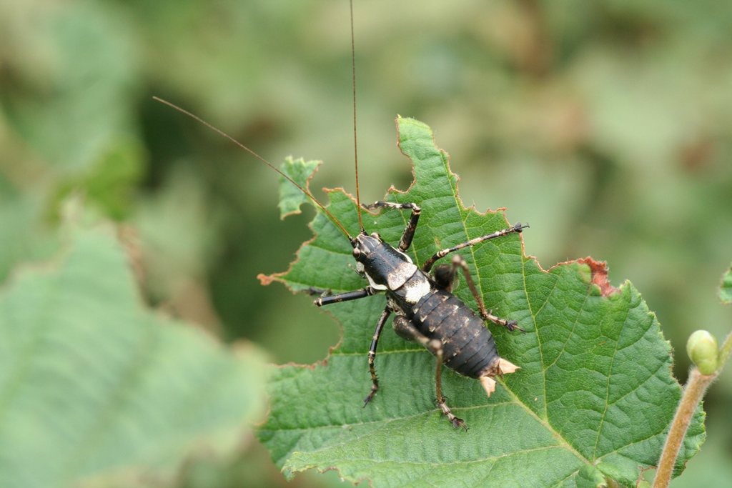 Antaxius pedestris