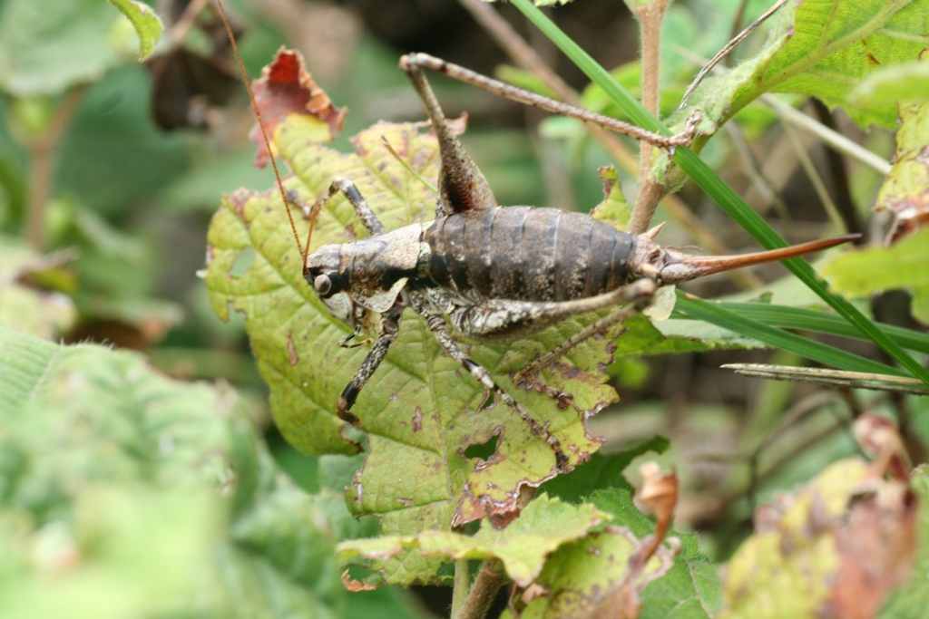 Antaxius pedestris