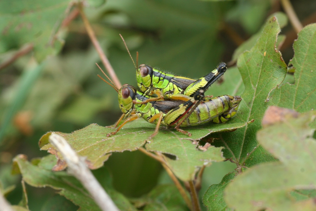 Miramella alpina