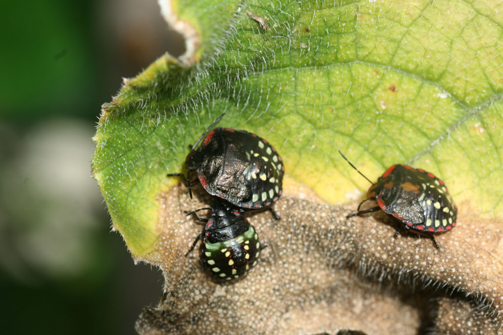 Eurydema oleracea e Nezara viridula