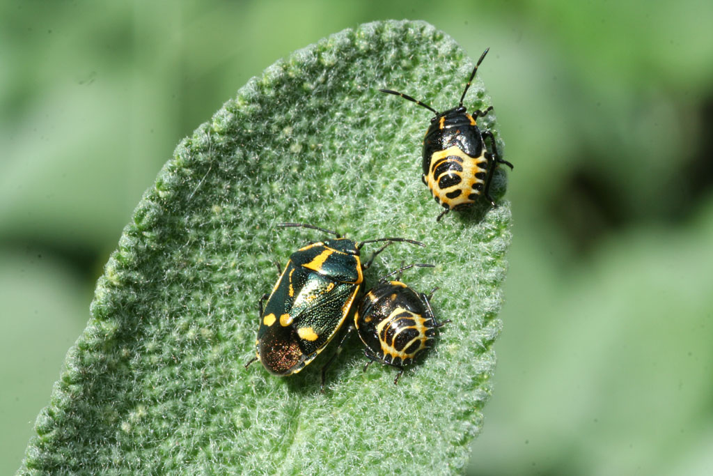 Eurydema oleracea e Nezara viridula