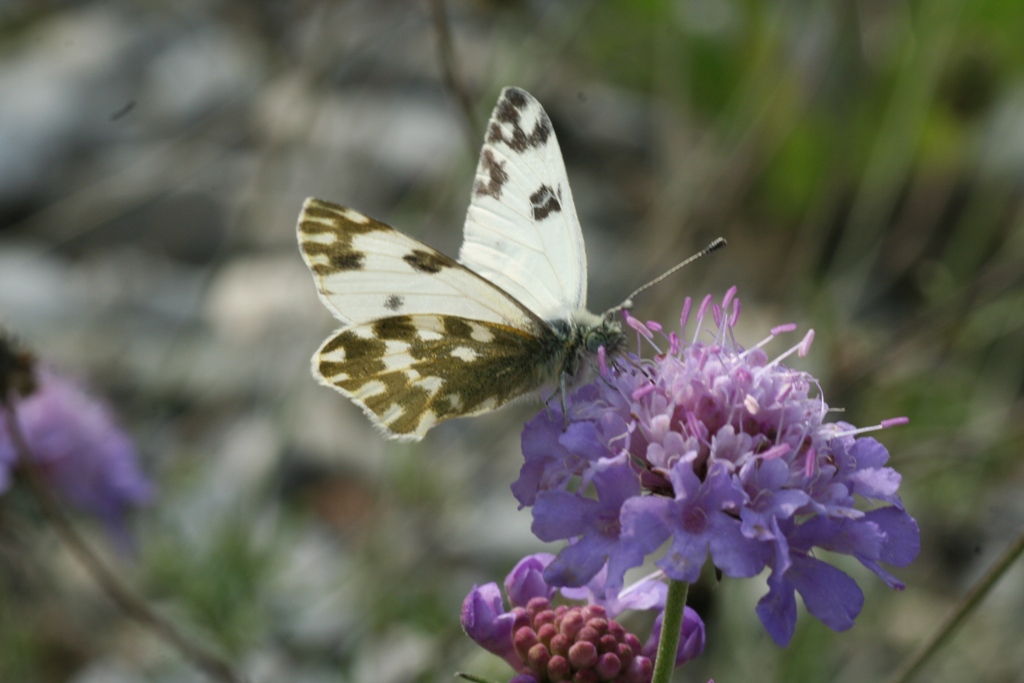 Pontia daplidice ????