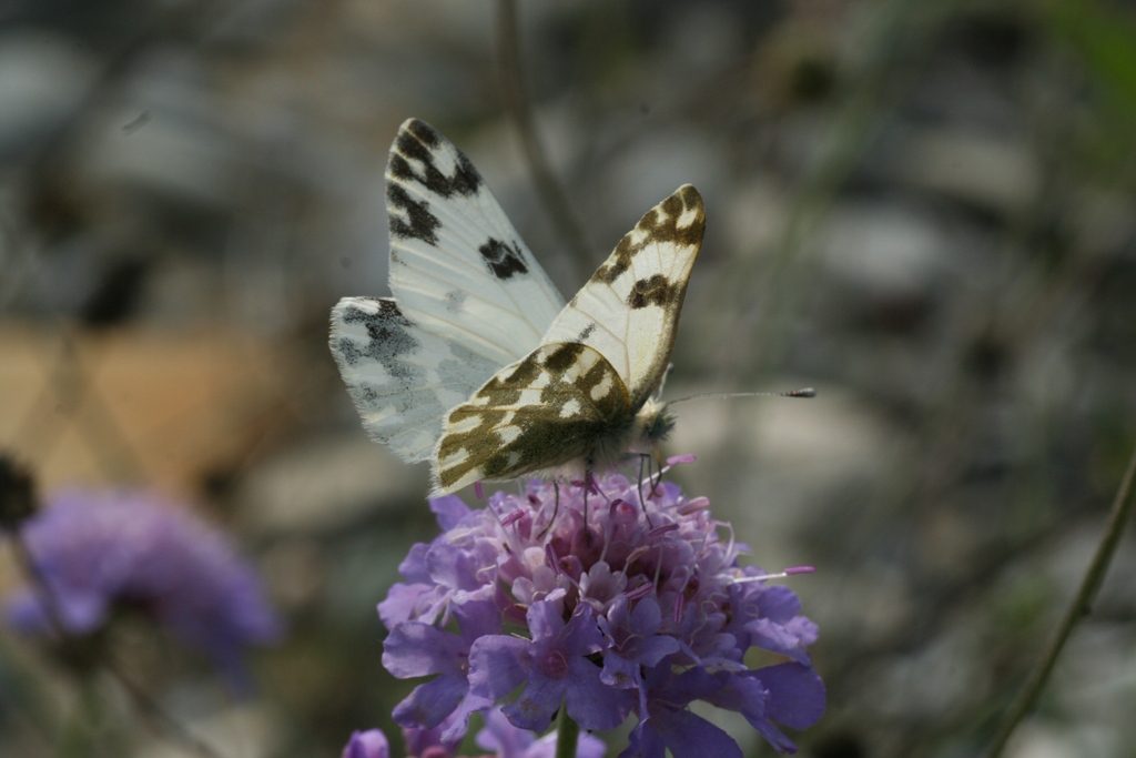 Pontia daplidice ????