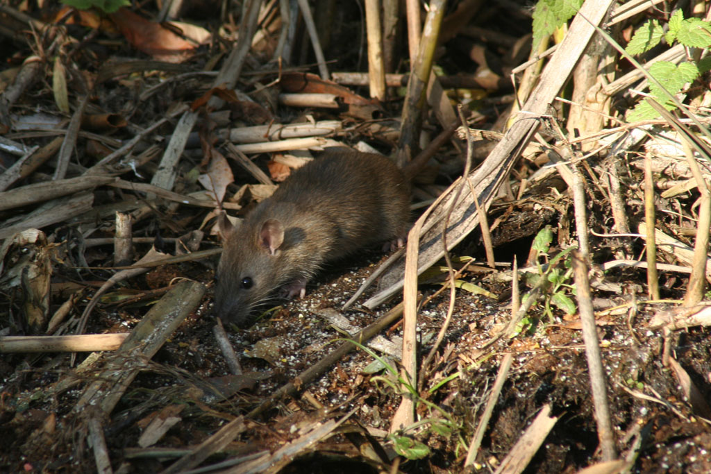 caccia fotografica Rattus norvegicus