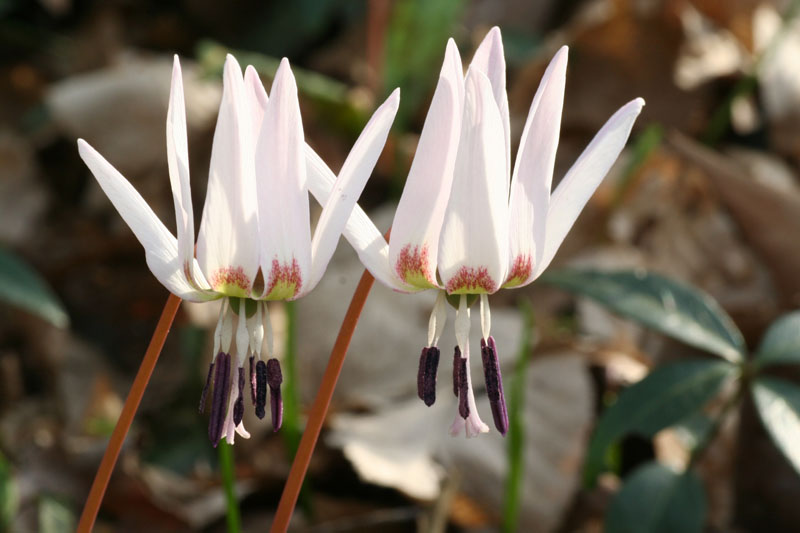 Erythronium dens-canis / Dente di cane