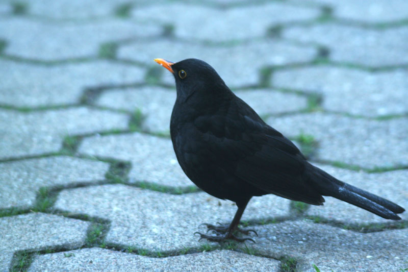 Merlo Turdus merula. semplicemente un maschio e una femmina.