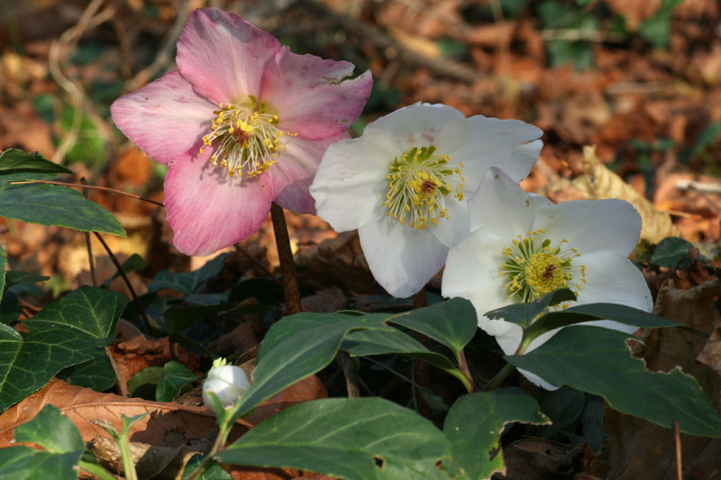 Fioriture invernali (Helleborus niger)