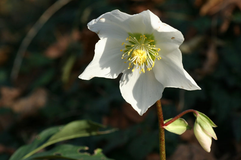 Fioriture invernali (Helleborus niger)