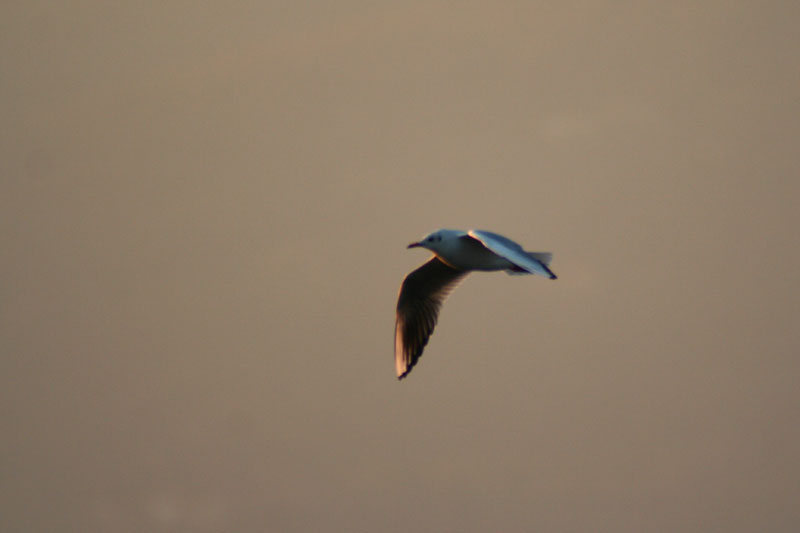 oggi al lago di Pusiano