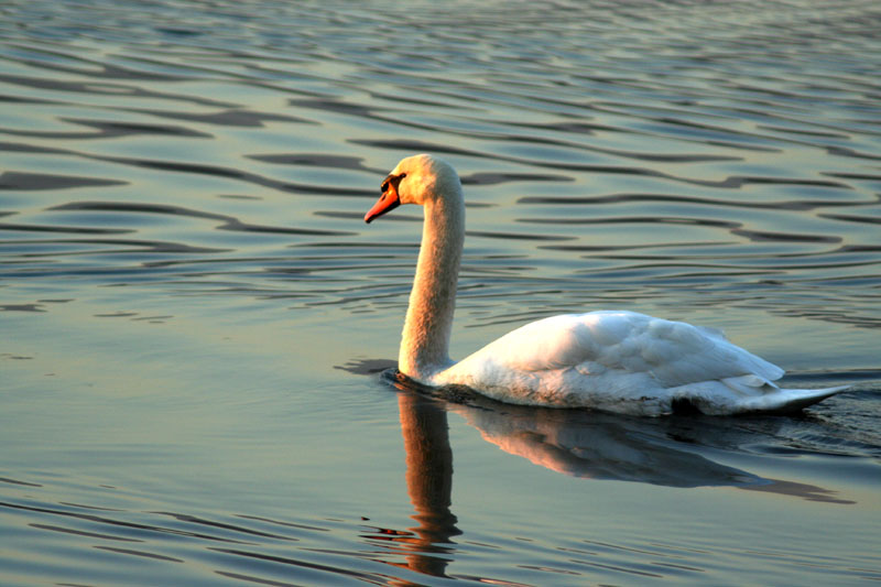 oggi al lago di Pusiano