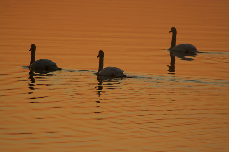 oggi al lago di Pusiano