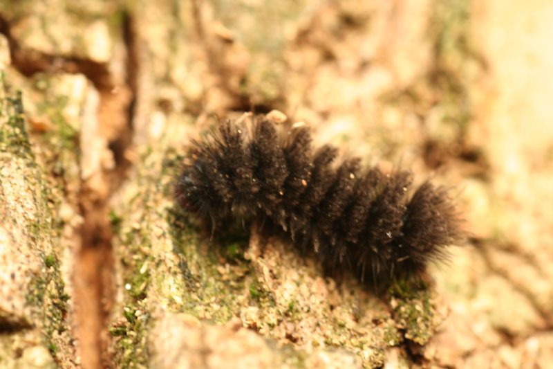Larva di Amata phegea