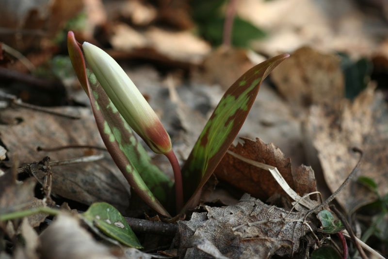 Erythronium dens-canis / Dente di cane