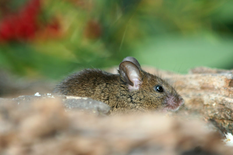 Topolino delle case / Mus musculus domesticus