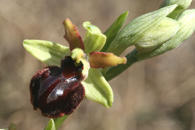 Ophrys sphegodes /....strepitosa variabilit della specie!!!