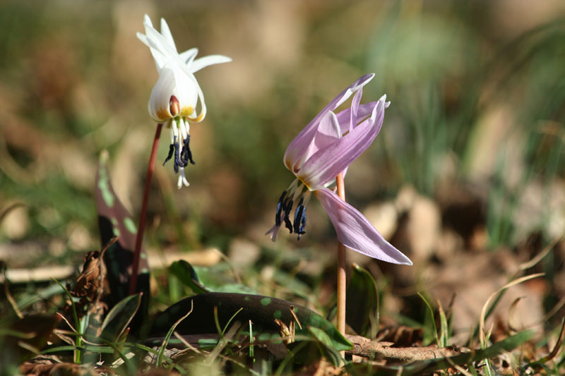 Erythronium dens-canis / Dente di cane