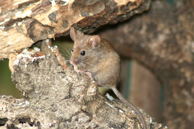 Topolino delle case / Mus musculus domesticus