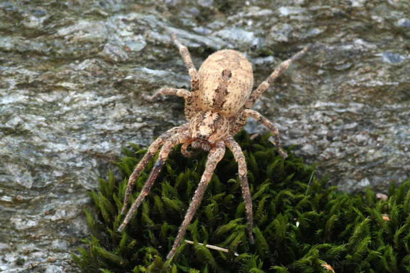 Zoropsis spinimana
