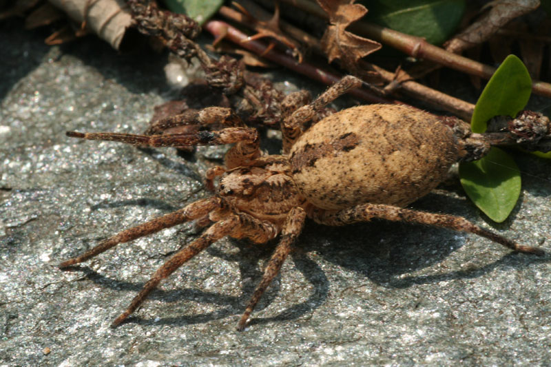 Zoropsis spinimana