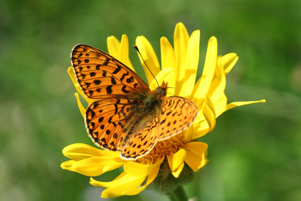 Coenonympha pamphilus e Boloria euphrosyne