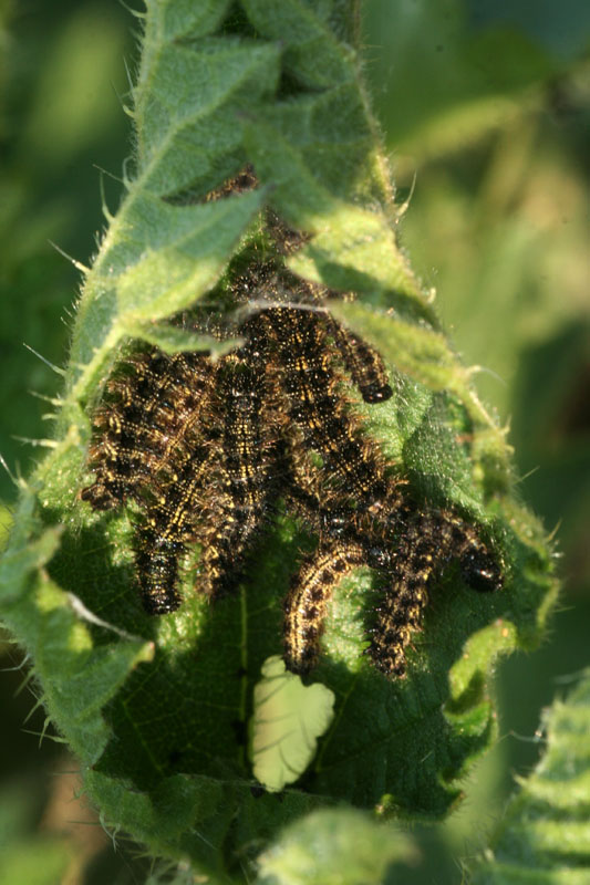 Bruchi di Aglais io