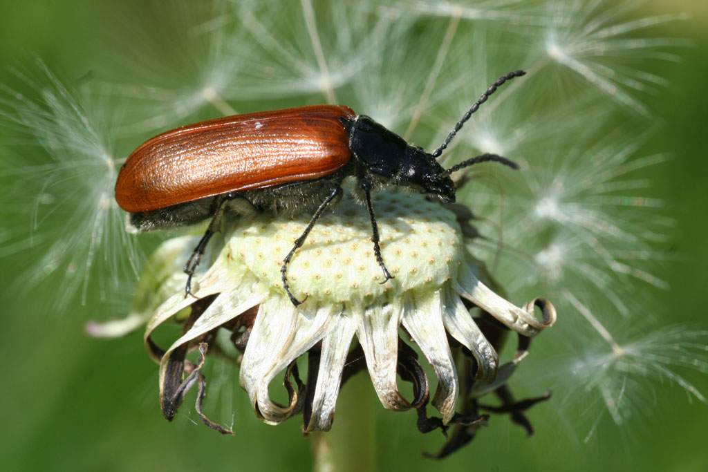 Omophlus lepturoides