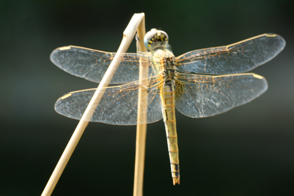 Sympetrum fonscolombii