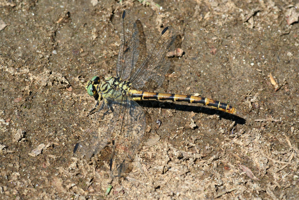 Onychogomphus forcipatus