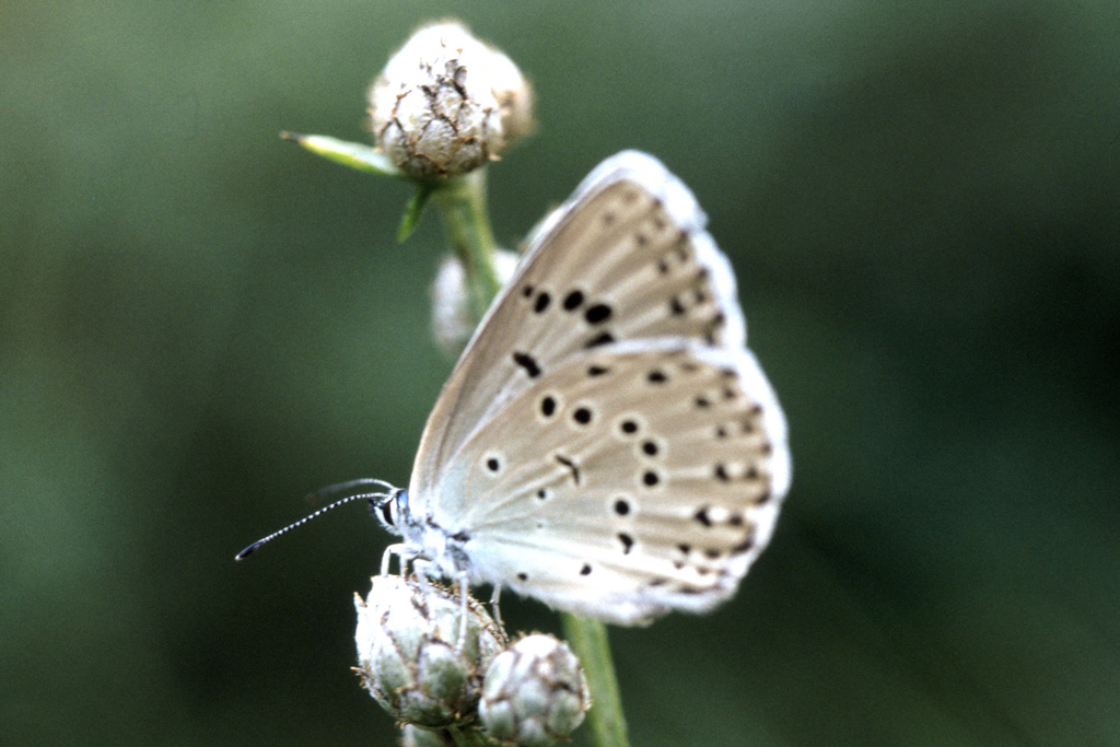 Farfalle